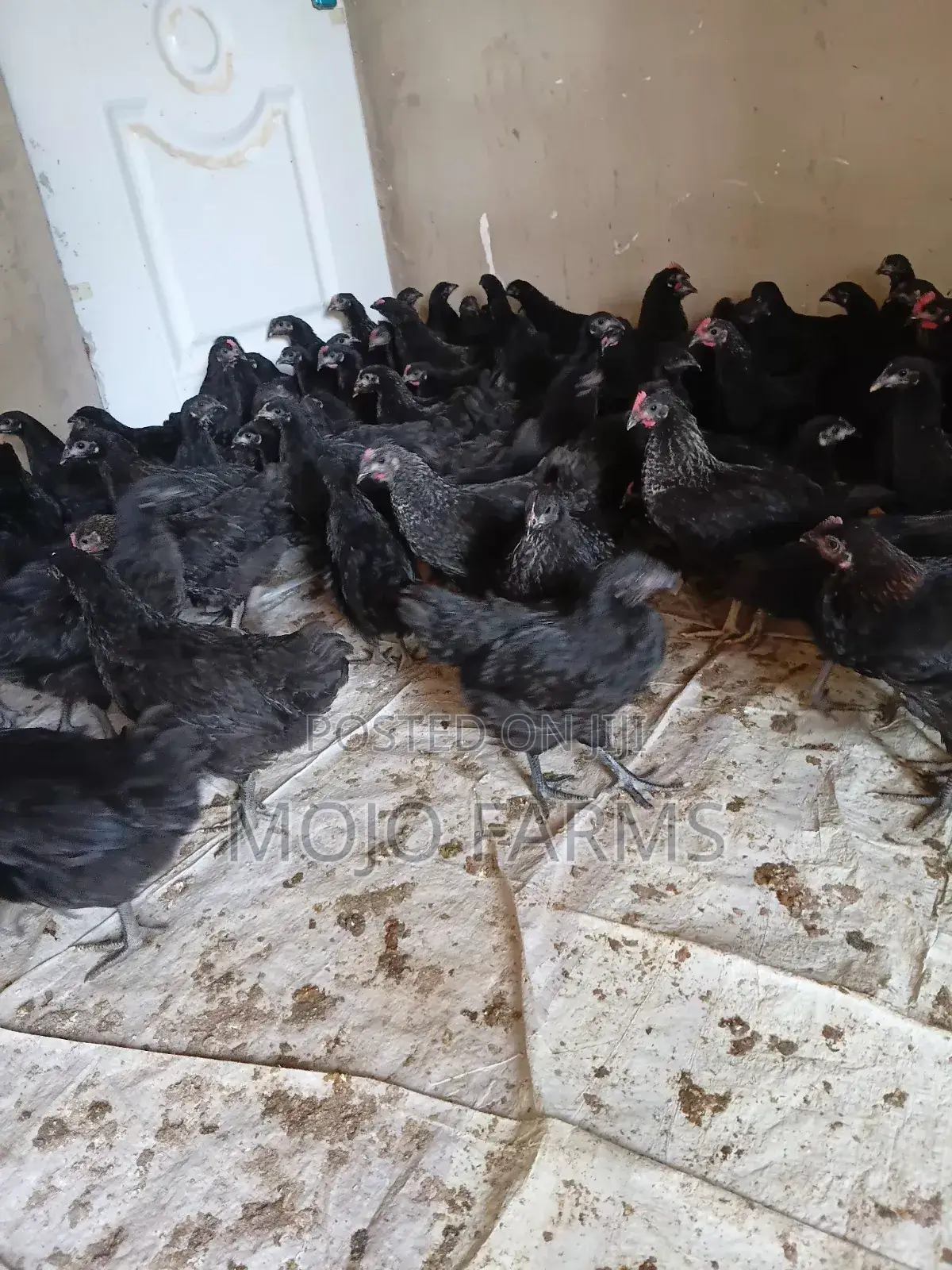 Day Old Black Chicks.