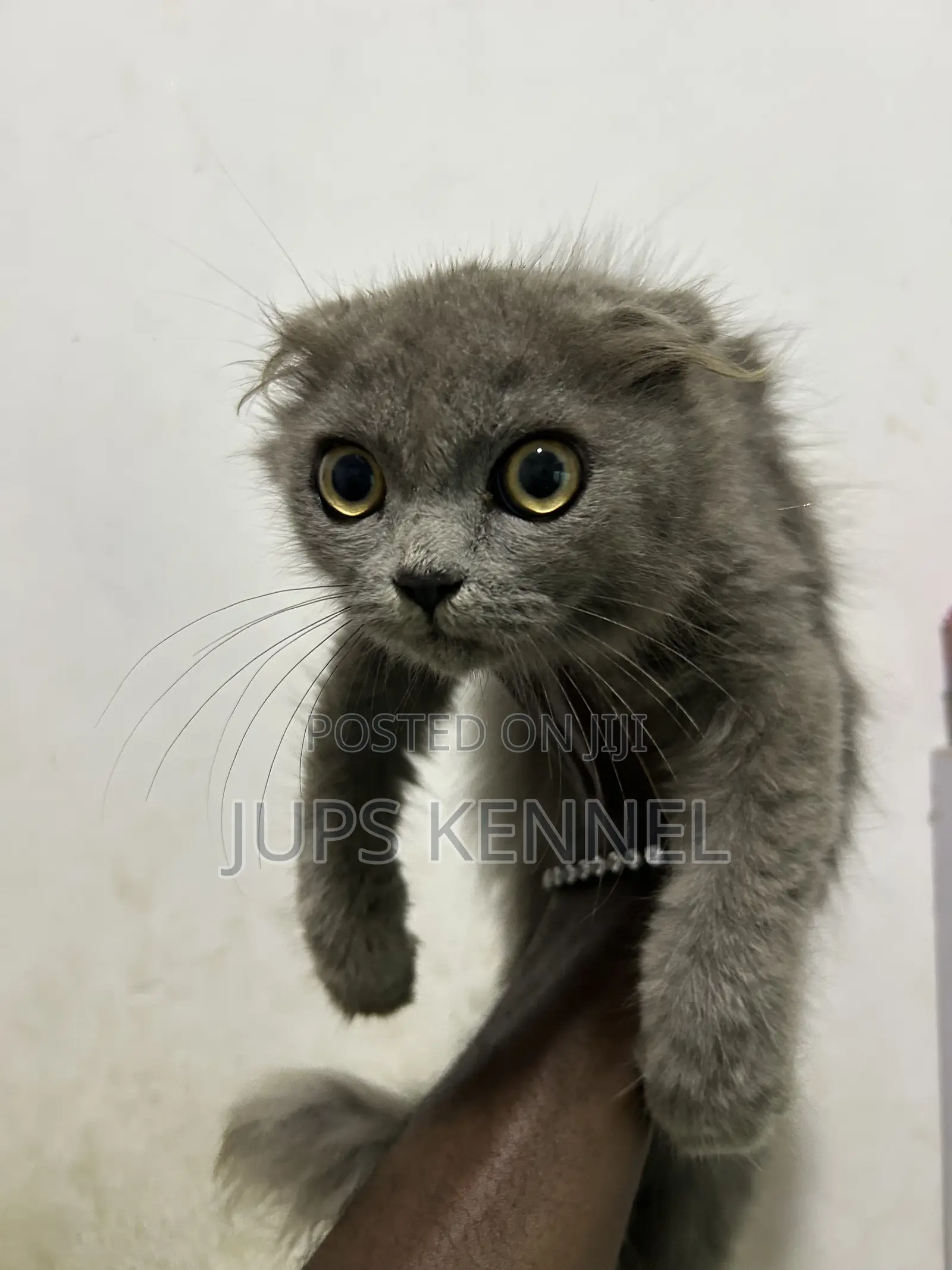 1-3 months Male Purebred Scottish Fold