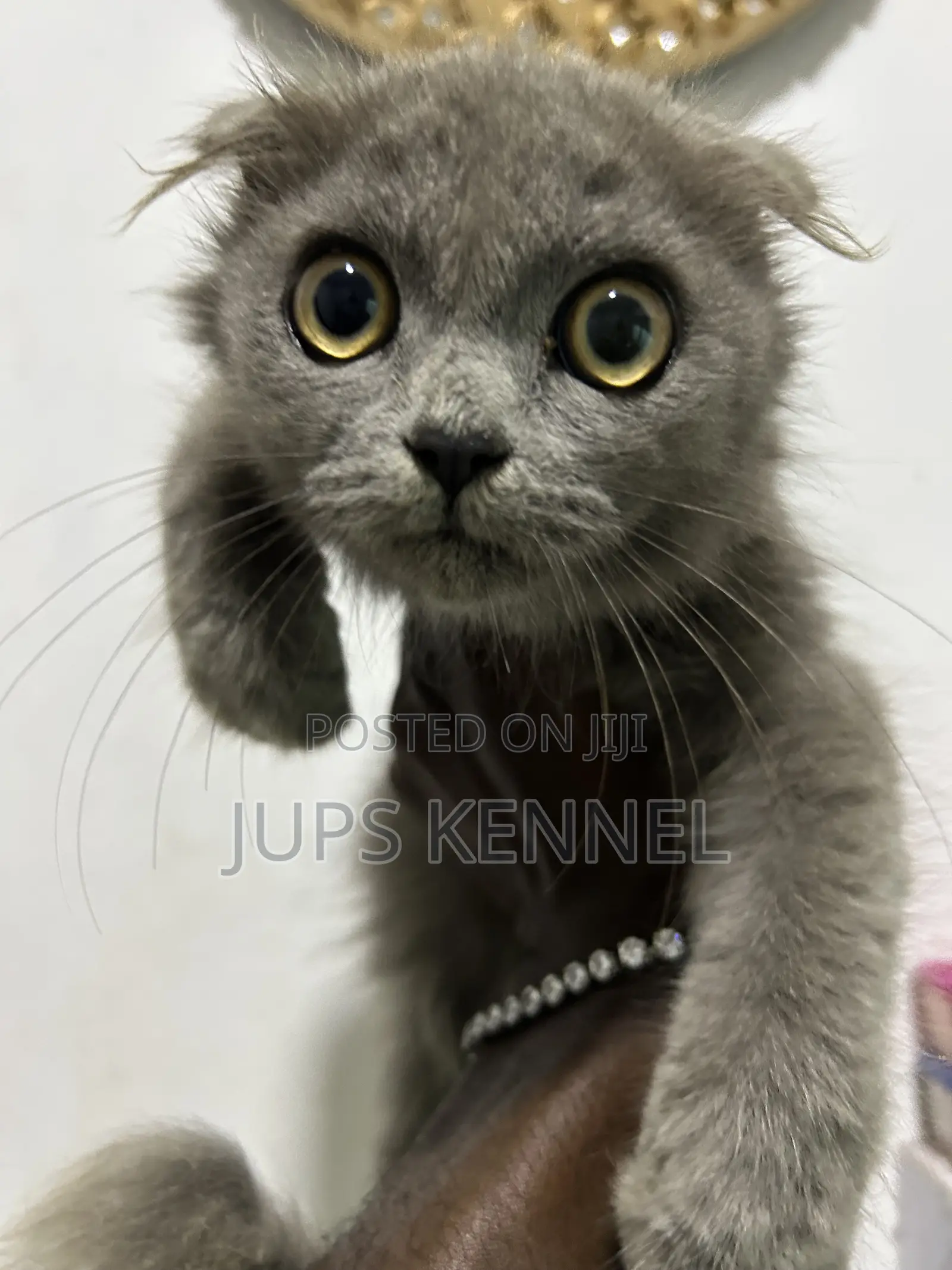 1-3 months Male Purebred Scottish Fold