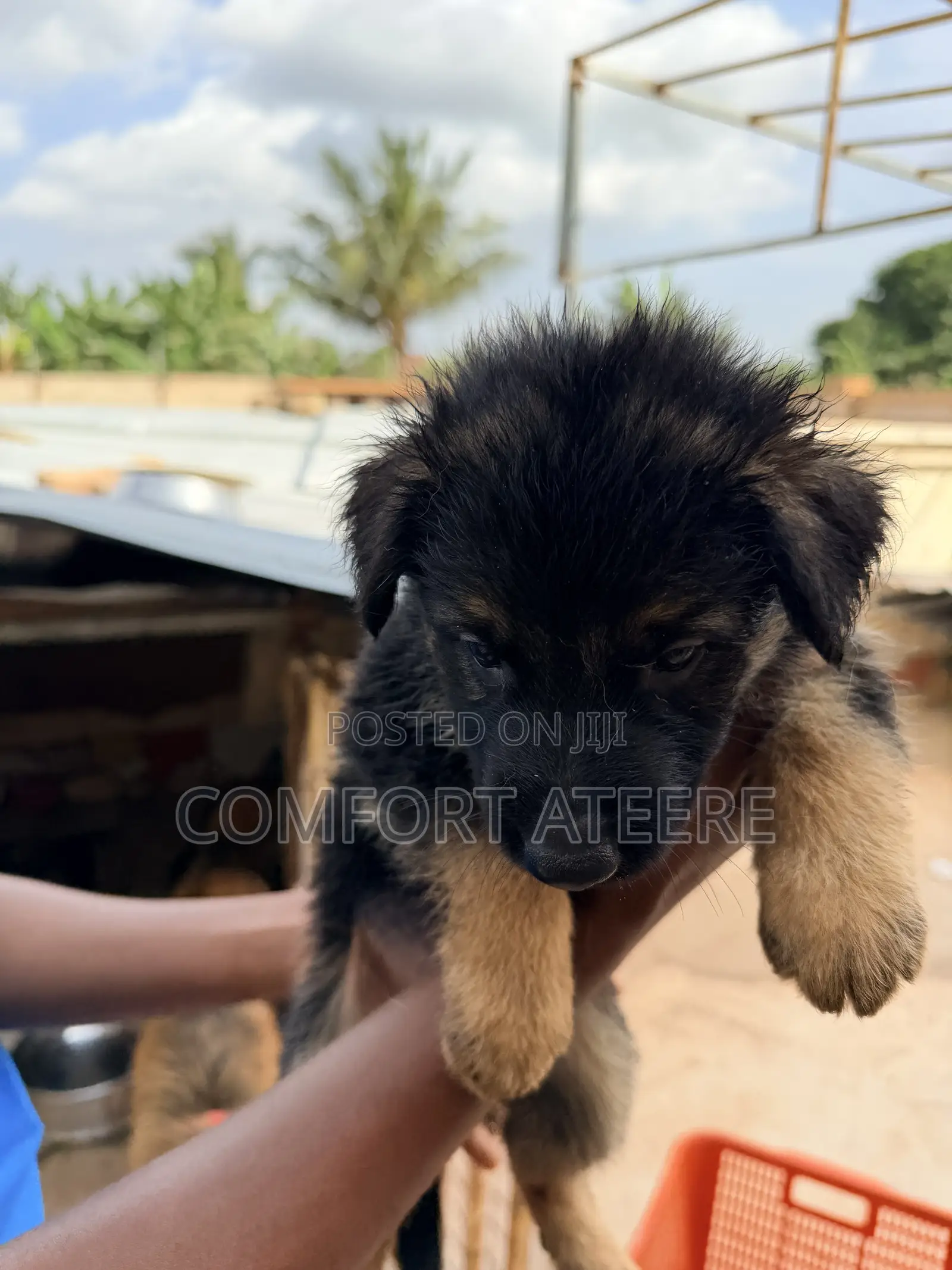 1-3 months Male Purebred German Shepherd