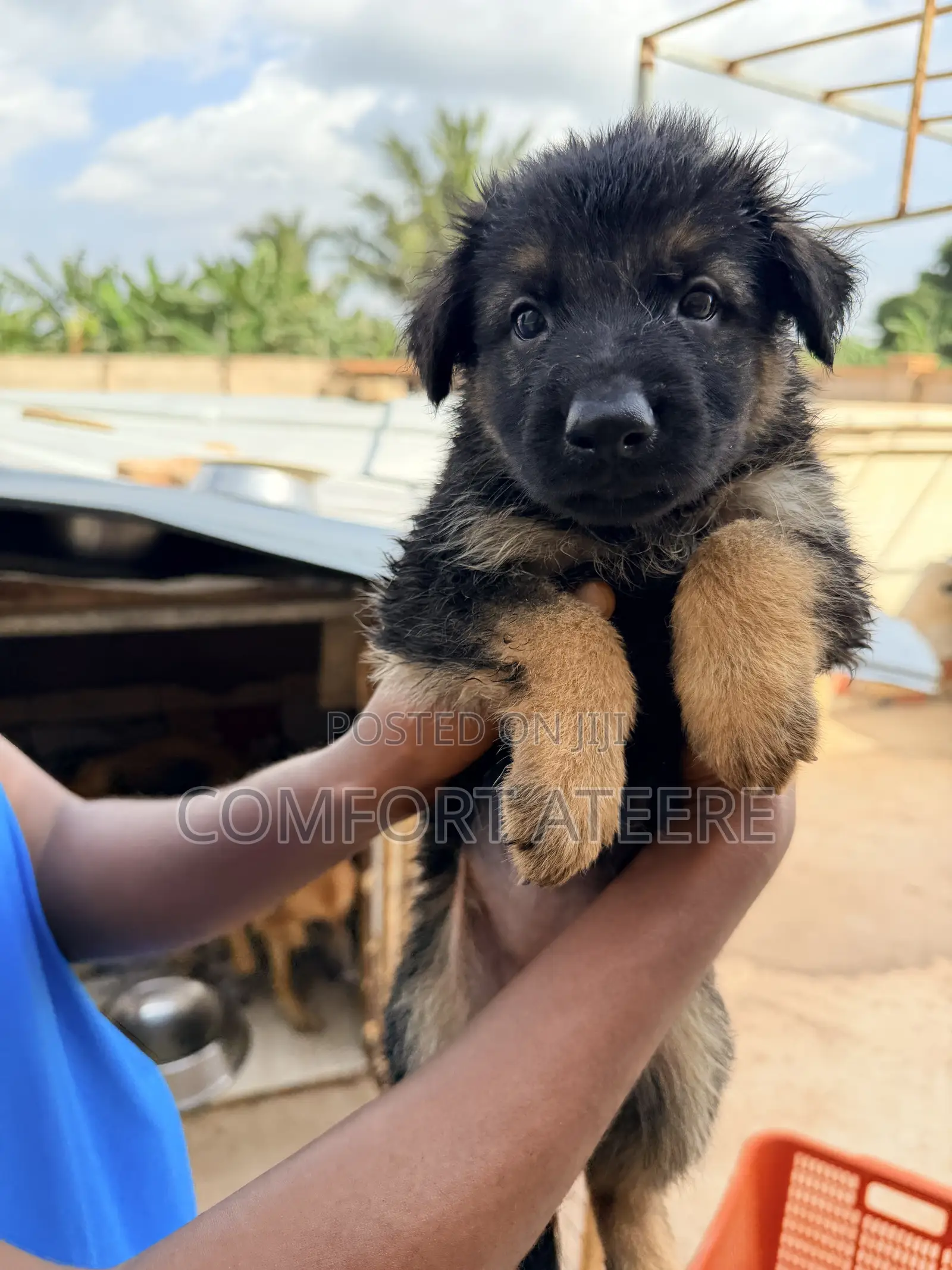 1-3 months Male Purebred German Shepherd