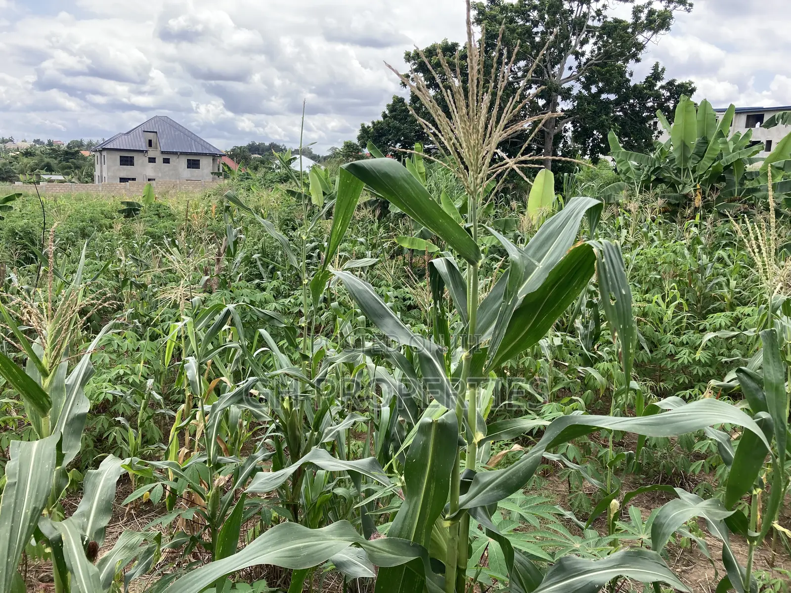 1 Plot for Sale at Trade Konkoli.2 Minutes Walk to Main Road.