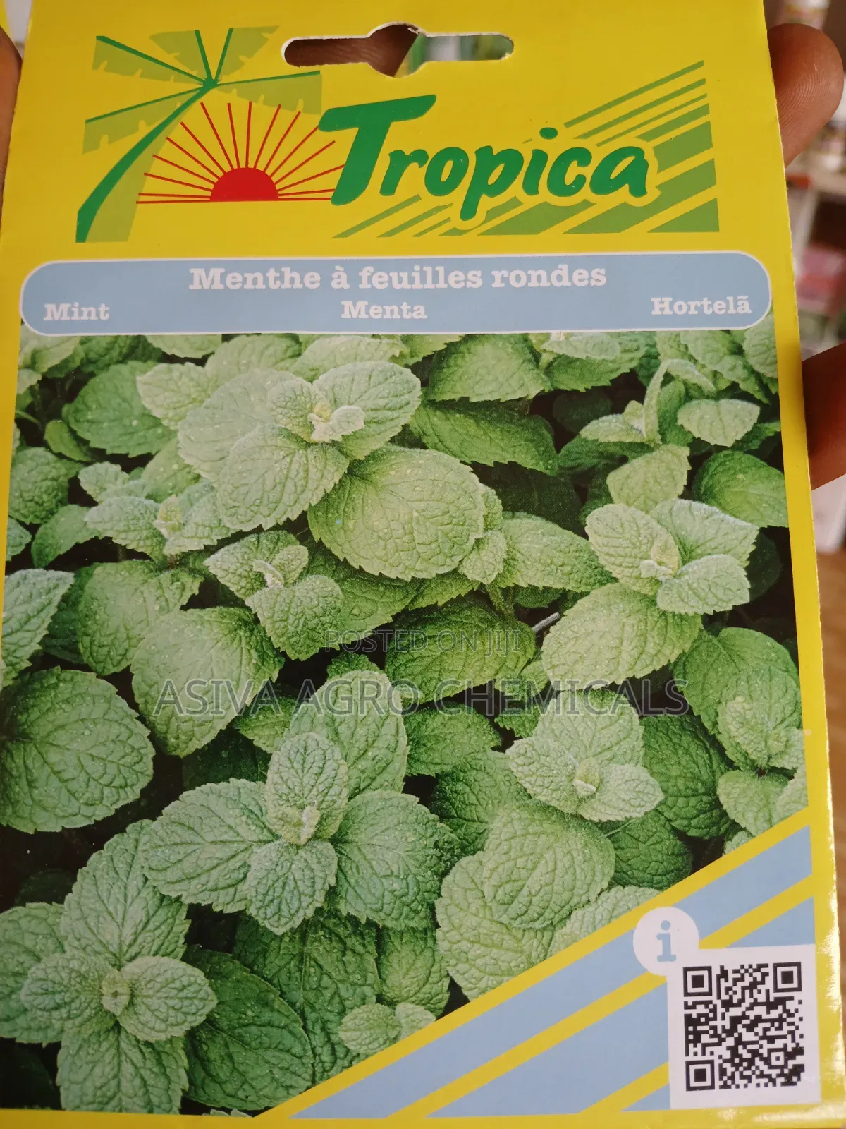 Mint Seeds