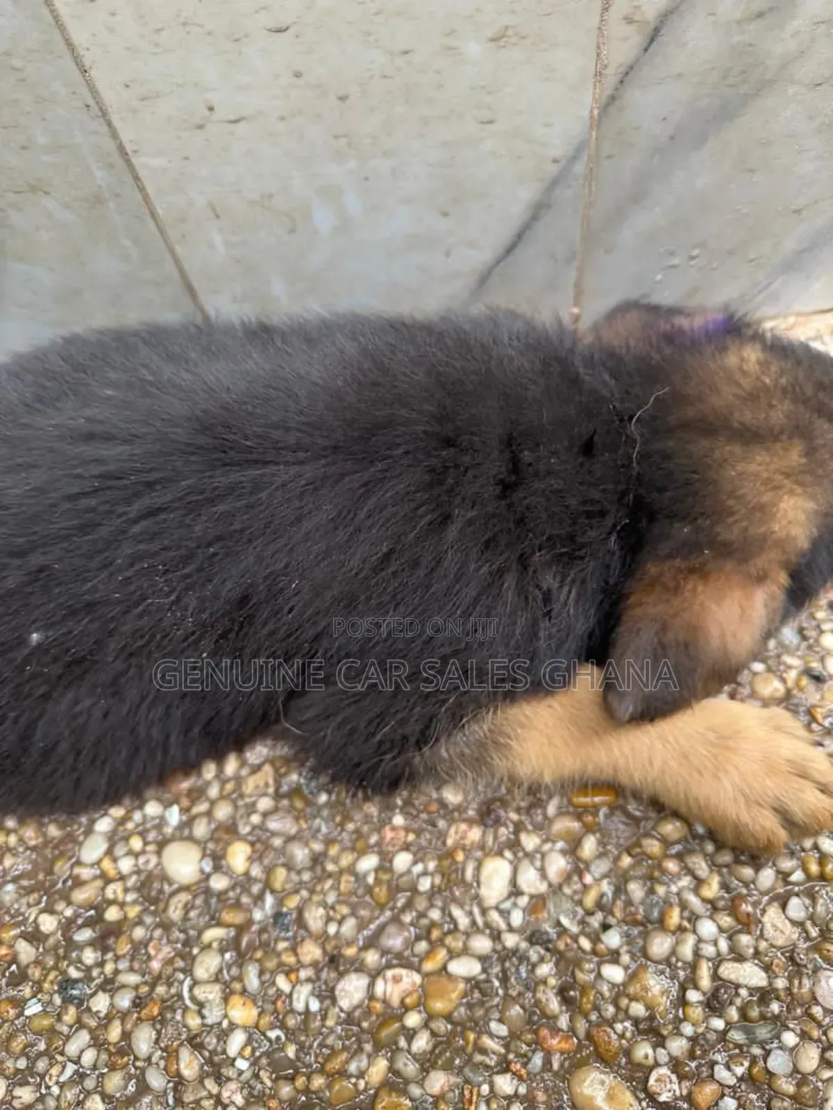 1-3 months Male Purebred German Shepherd