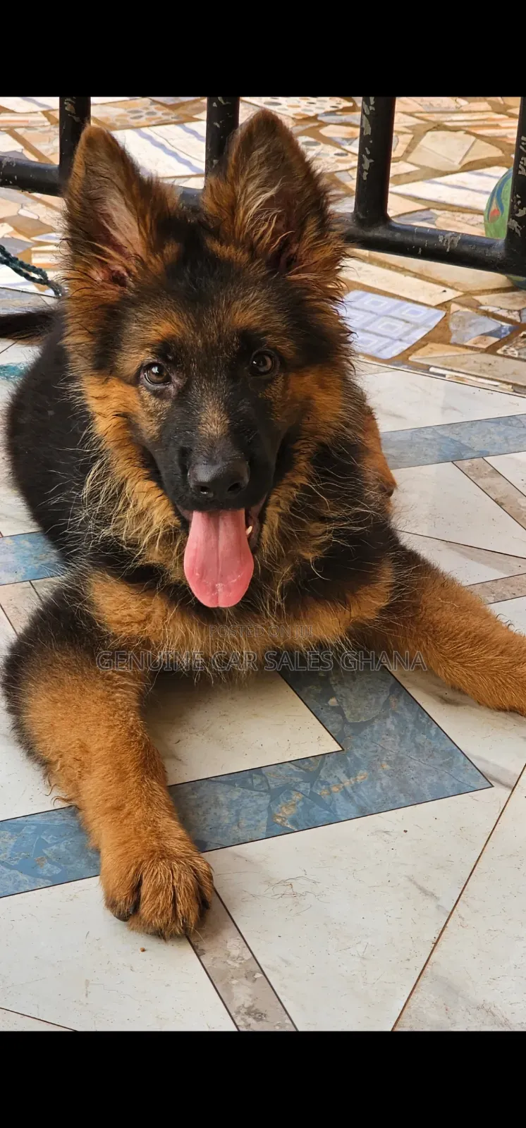 1-3 months Male Purebred German Shepherd