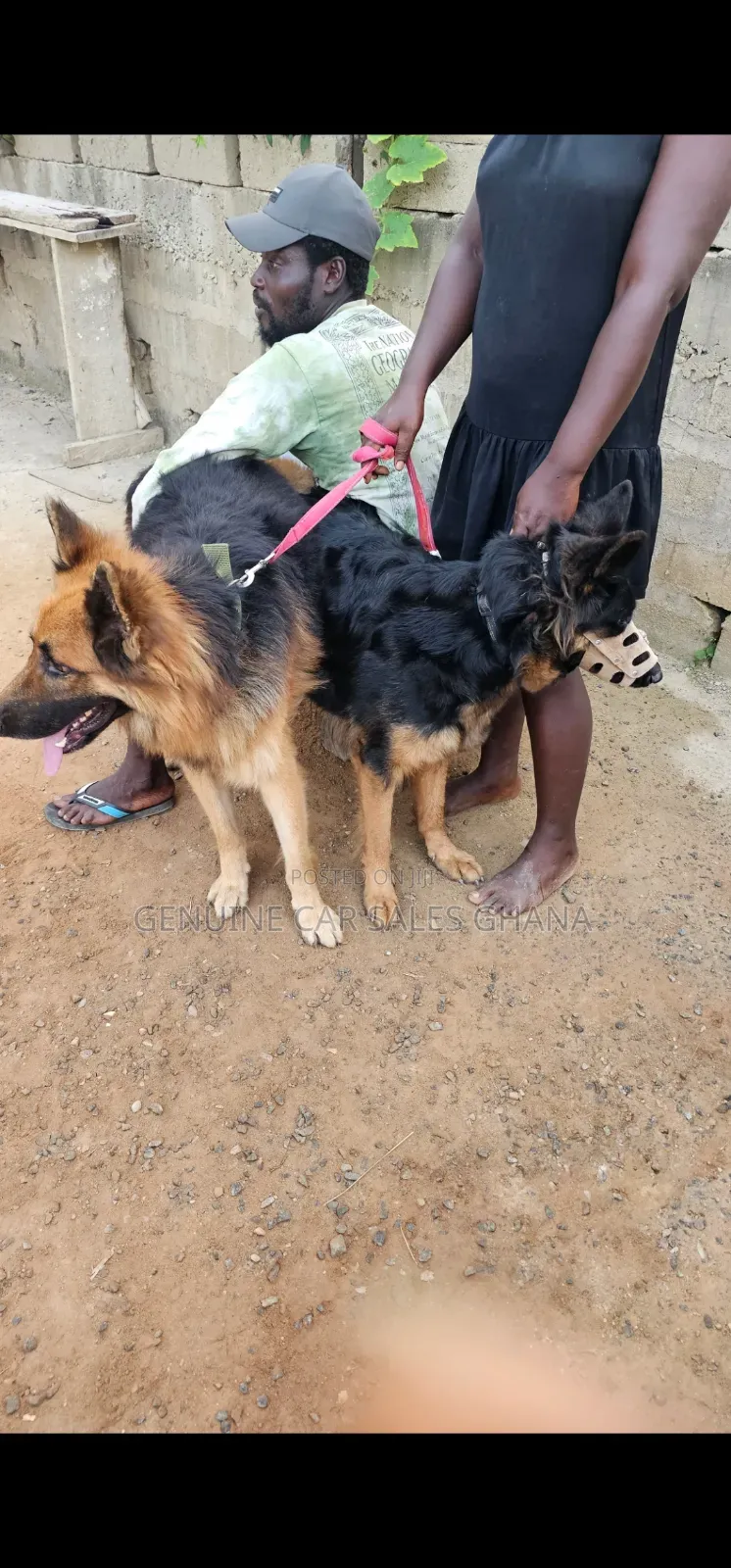 1-3 months Male Purebred German Shepherd