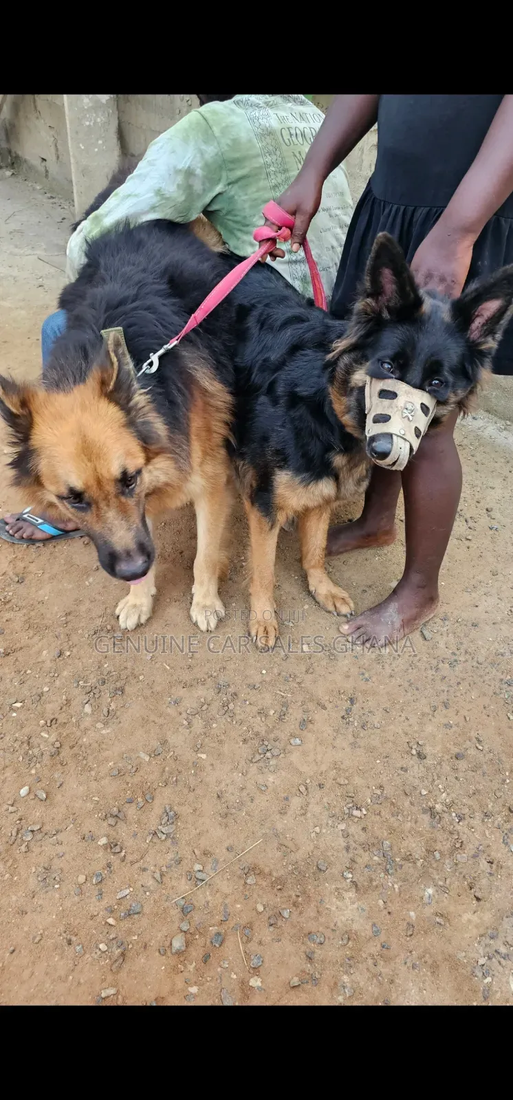 1-3 months Male Purebred German Shepherd