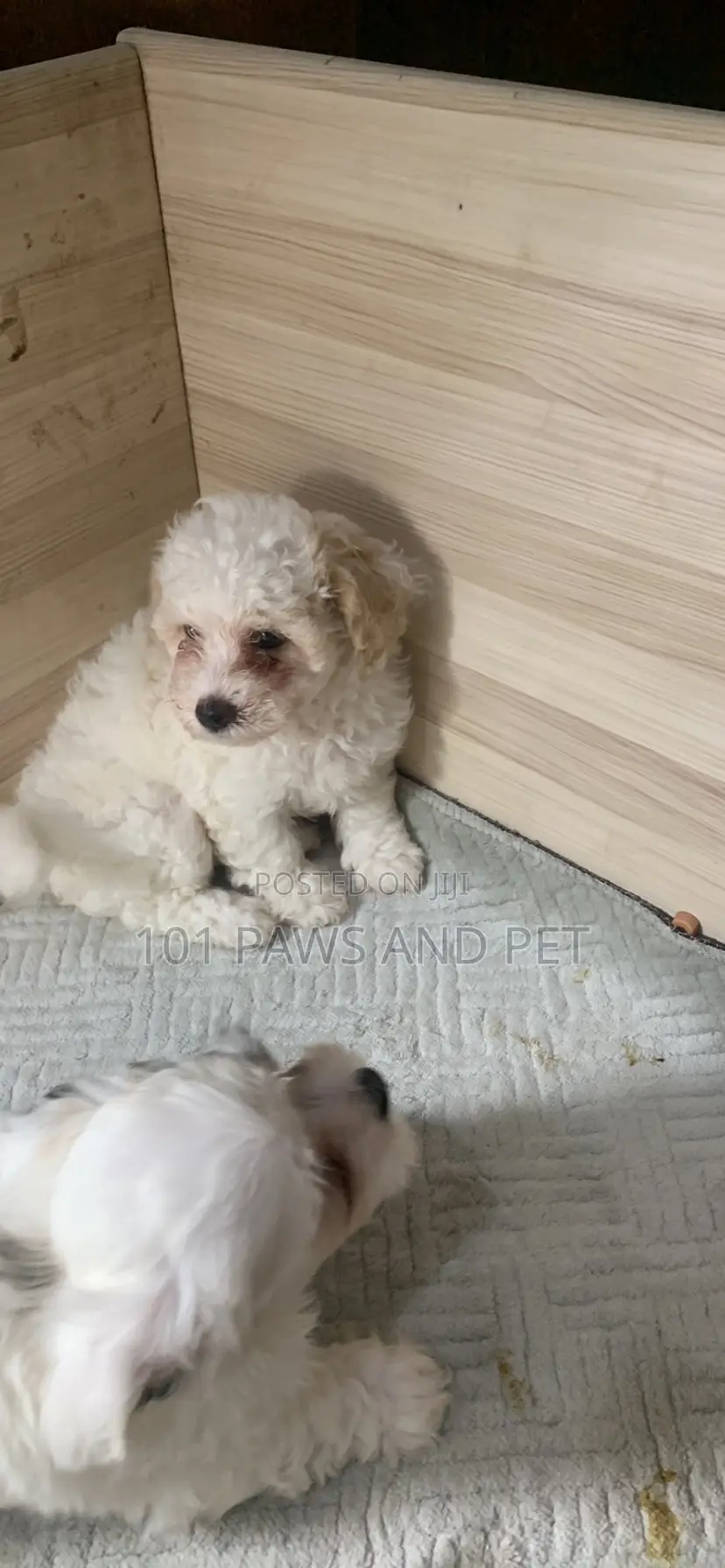 1-3 months Female Purebred Poodle