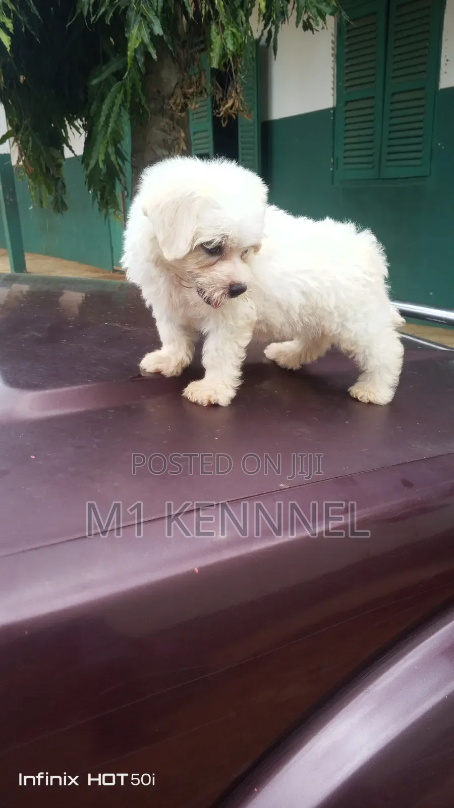 1-3 months Male Purebred Maltese