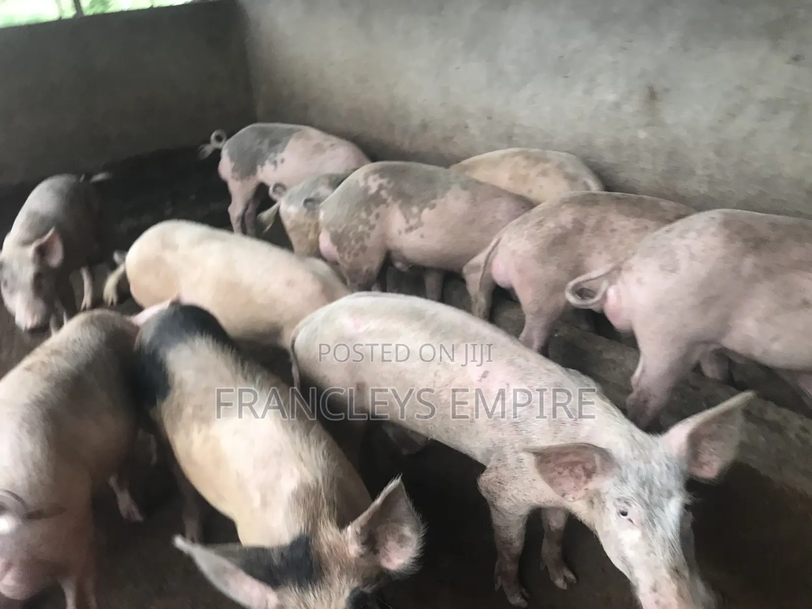 34cedis Per Life Weight.Fatless Pigs for Killing. Dressing Fee.