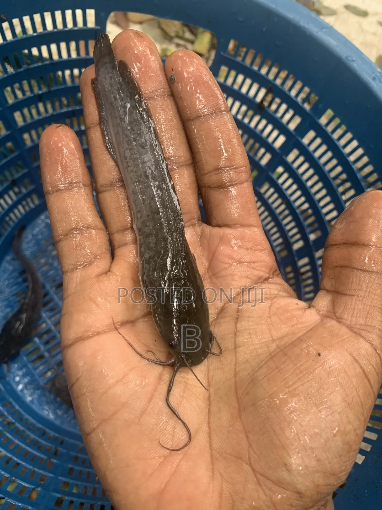 Catfish Fingerlings
