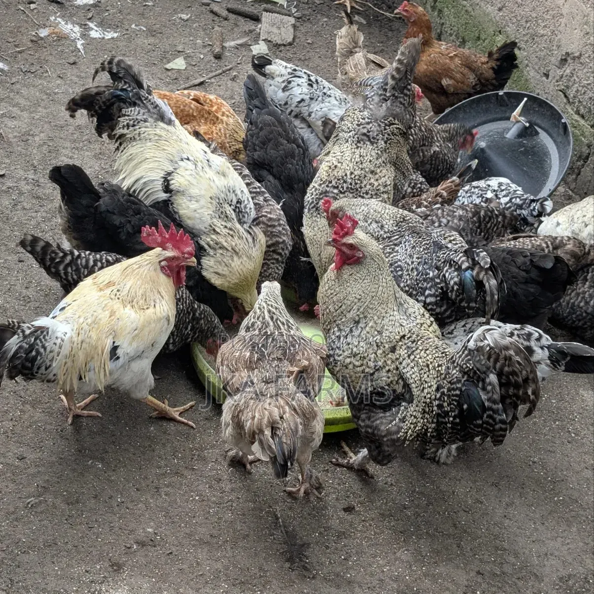 Organic Chickens for Sale