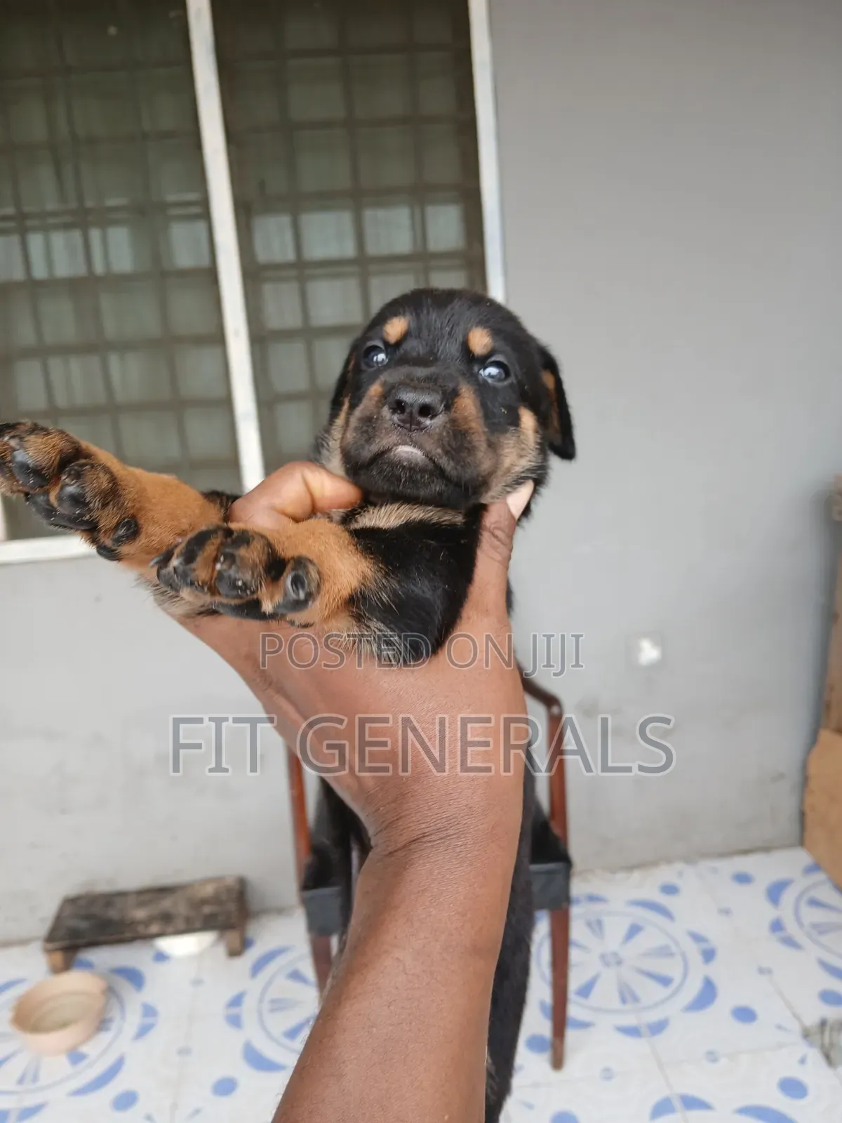 1-3 months Female Mixed Breed Doberman Pinscher
