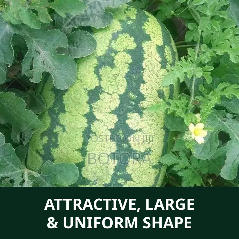 Watermelon Seeds – Extra-Large, High-Yield, Super-Sweet
