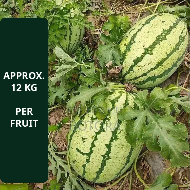 Watermelon Seeds – Extra-Large, High-Yield, Super-Sweet