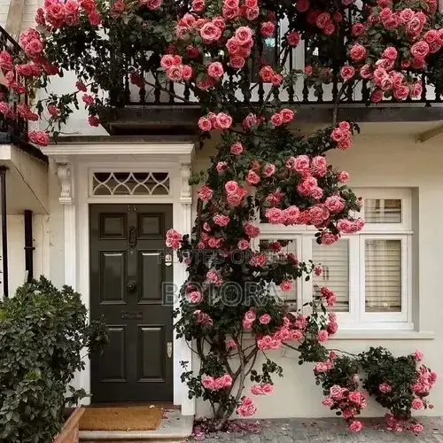 Climbing Rose Seeds for Planting – Beautiful Flowering Vine for Walls