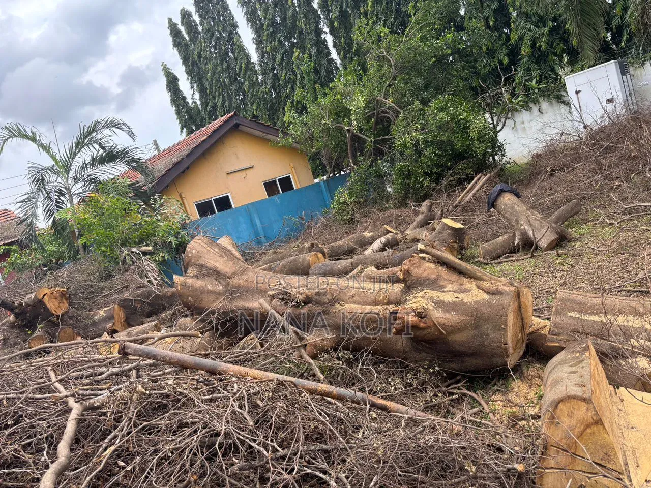 Tree Cutting, Prunning, Chainsaw Work and Gardening Service Service