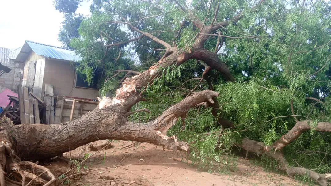 Tree Cutting, Prunning, Chainsaw Work and Gardening Service Service