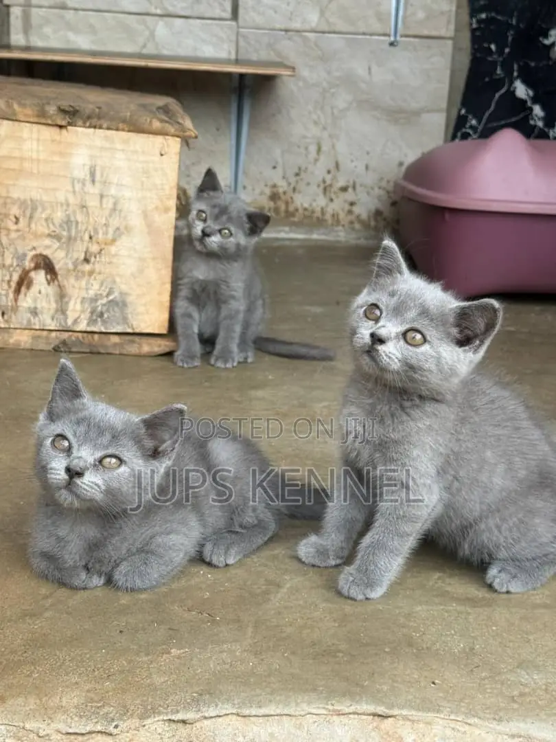1-3 months Male Purebred British Shorthair