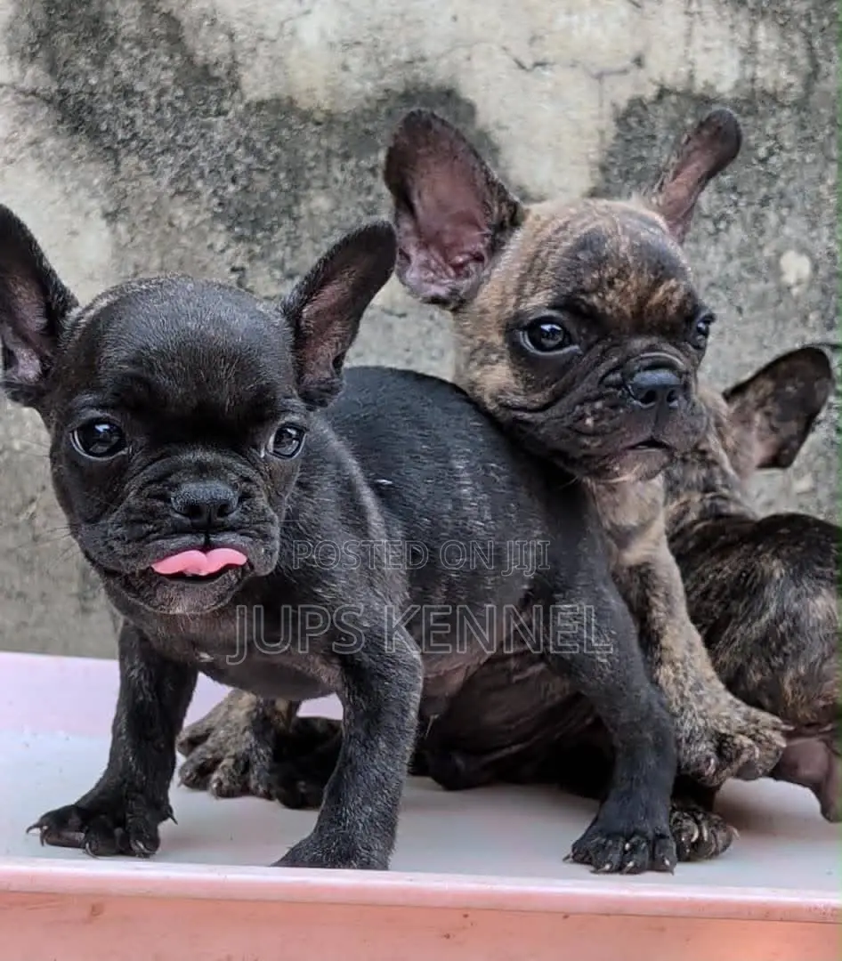 1-3 months Female Purebred French Bulldog