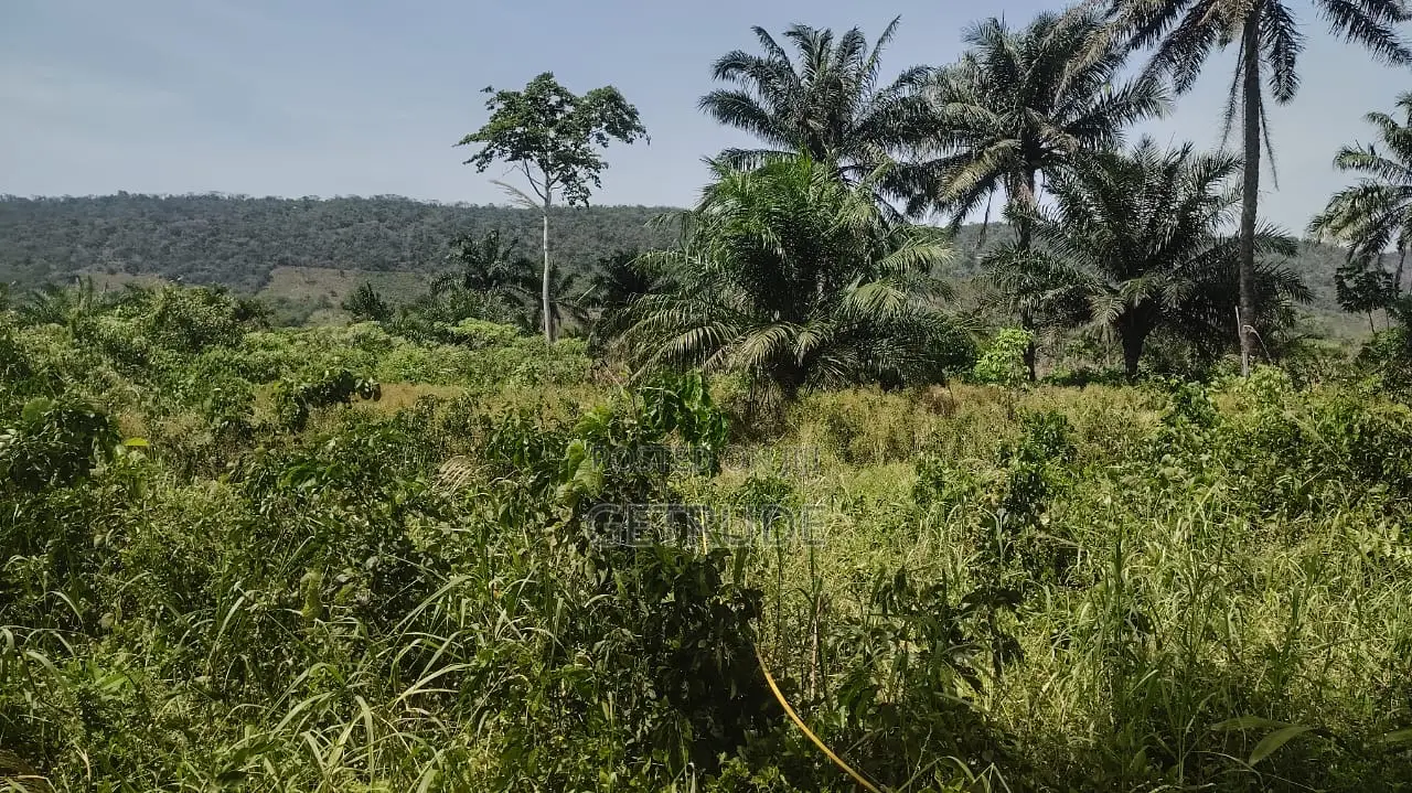 30000+ Acres Farm Lands at Kintampo-Bono East Region