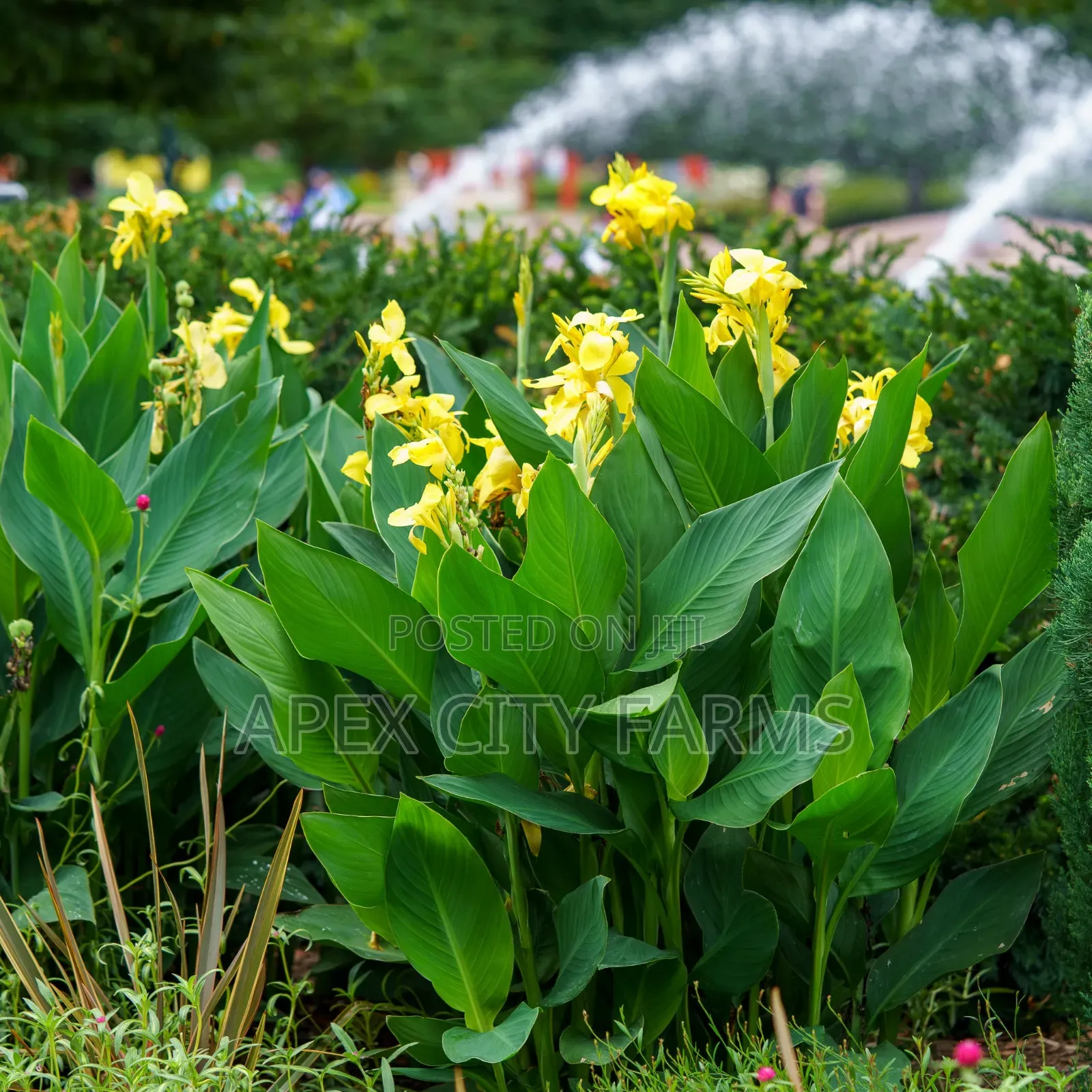 Canna Lilies Outdoor Flowers. Poted /Non Poted