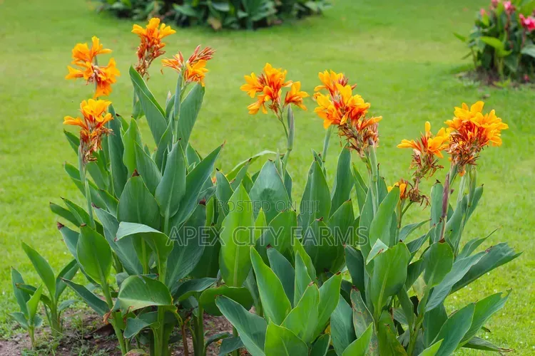 Canna Lilies Outdoor Flowers. Poted /Non Poted