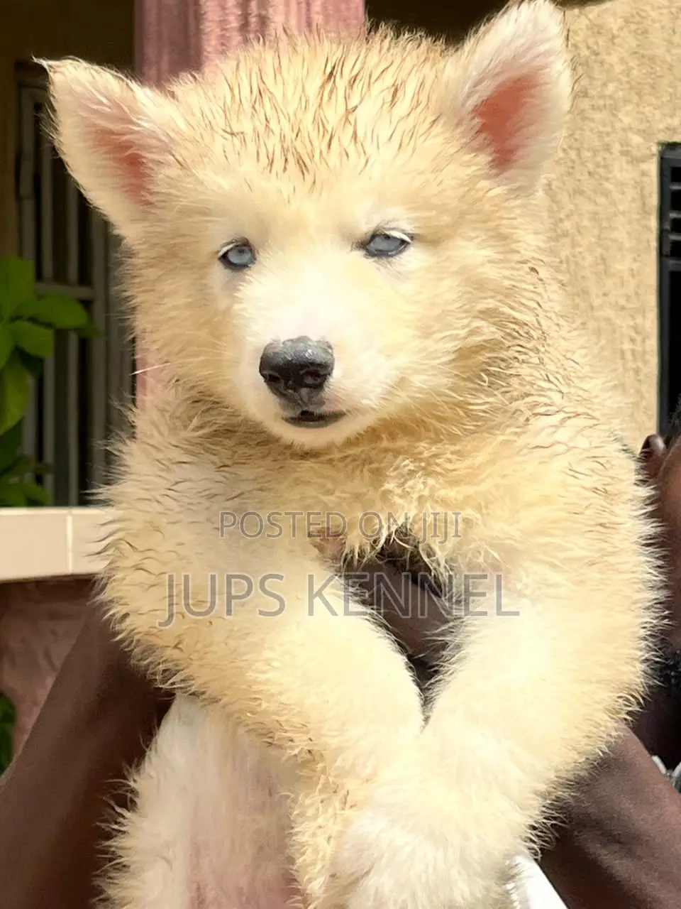 1-3 months Male Purebred Siberian Husky