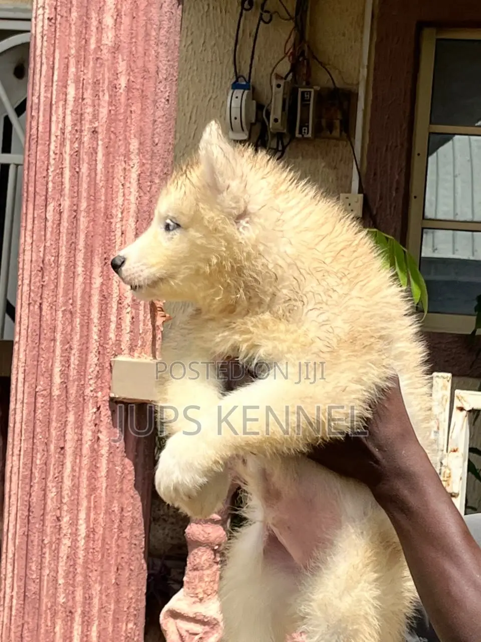 1-3 months Male Purebred Siberian Husky