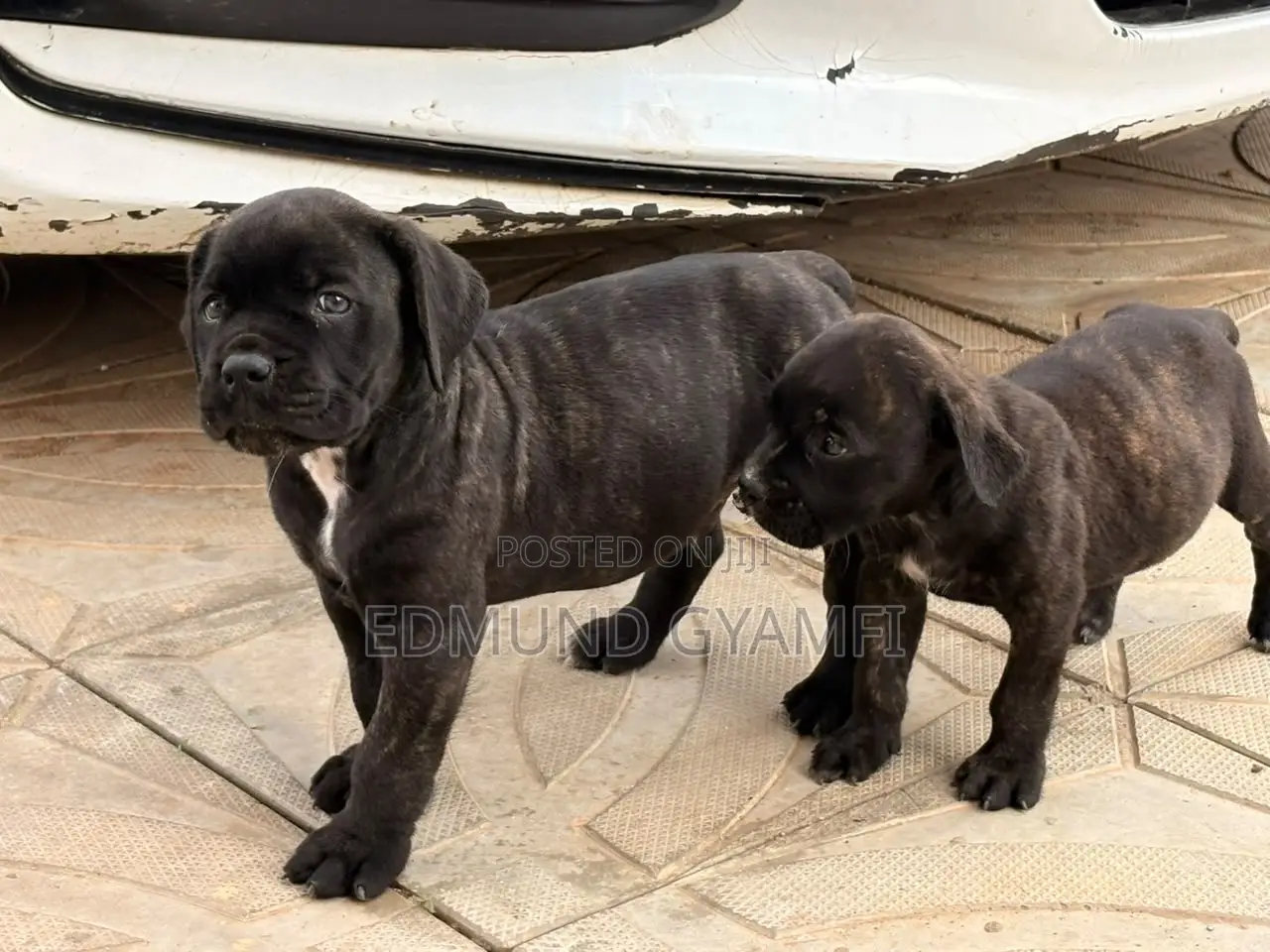 1-3 months Male Purebred Boerboel