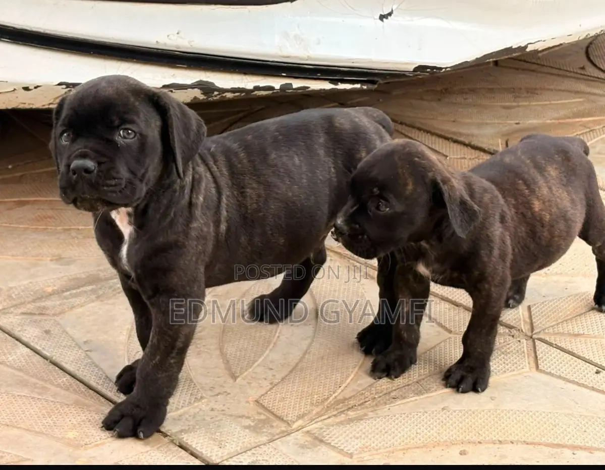 1-3 months Male Purebred Boerboel