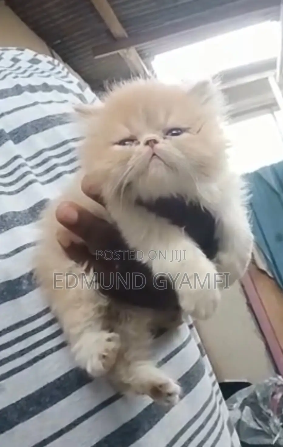 1-3 months Male Purebred Persian