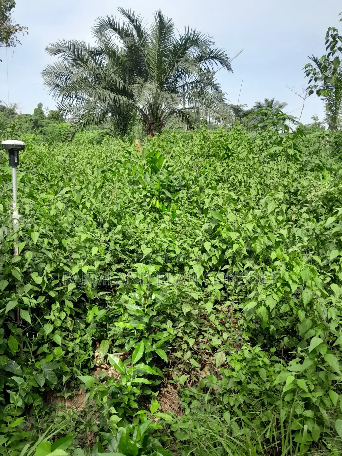 Farmland for Rent
