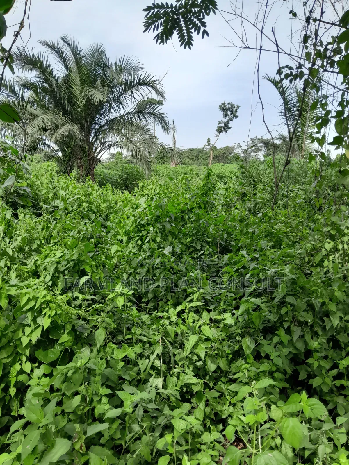 Farmland for Rent