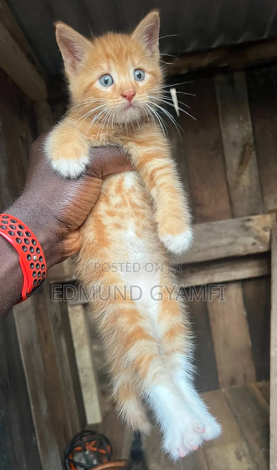 1-3 months Male Purebred Maine Coon