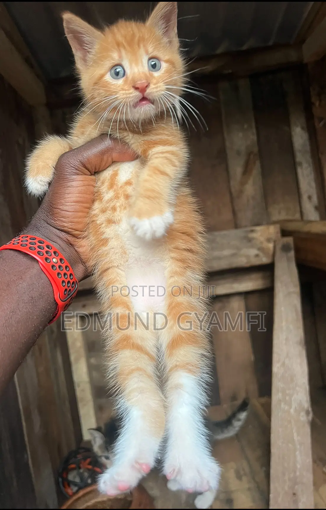 1-3 months Male Purebred Maine Coon