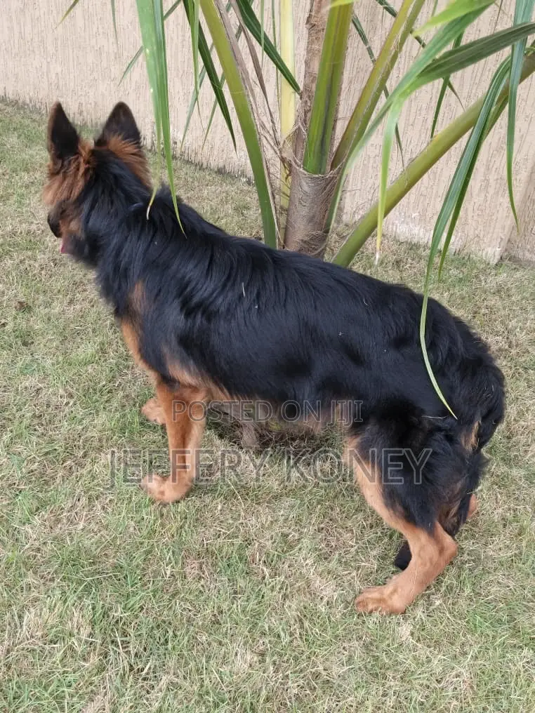 6-12 months Male Purebred German Shepherd