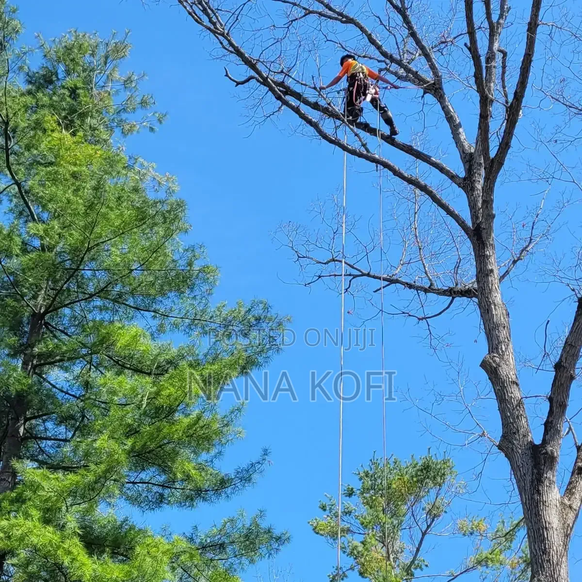 Tree Cutting Expert in Accra. Chainsaw Operator in Accra
