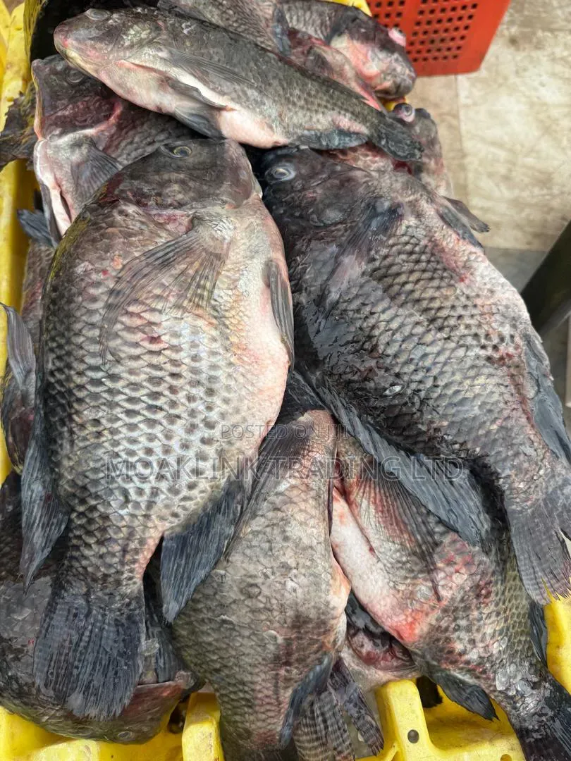 Fresh River Tilapia