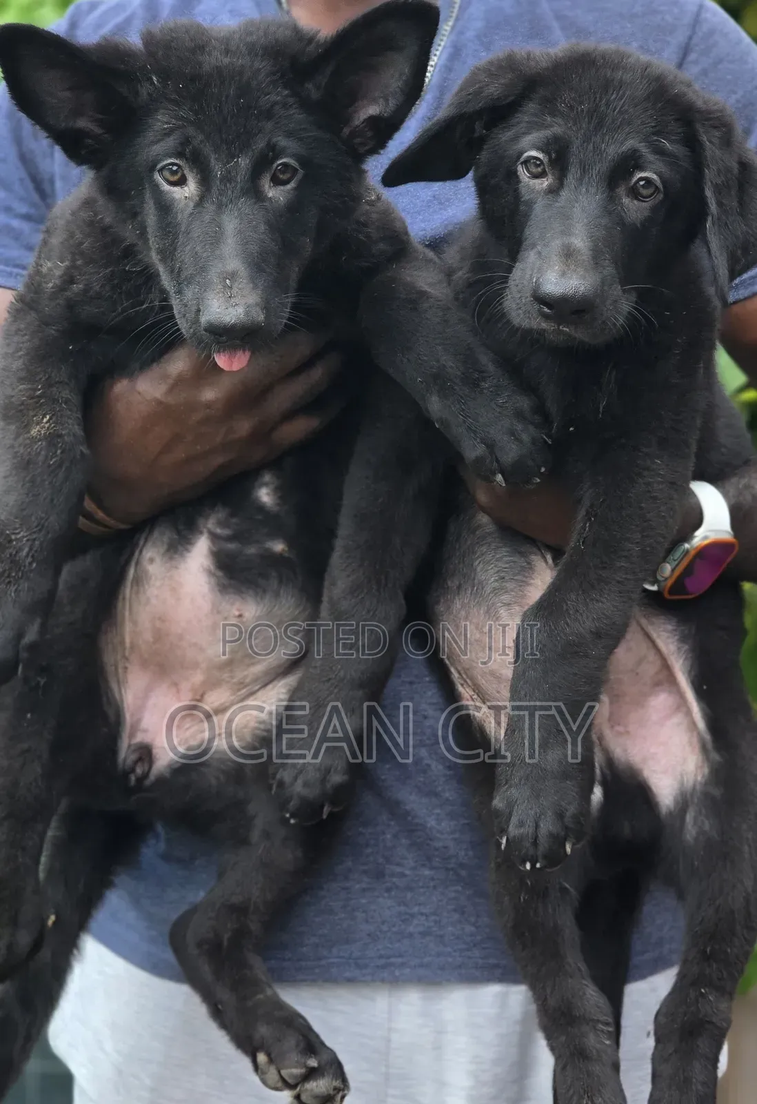 3-6 months Female Purebred German Shepherd