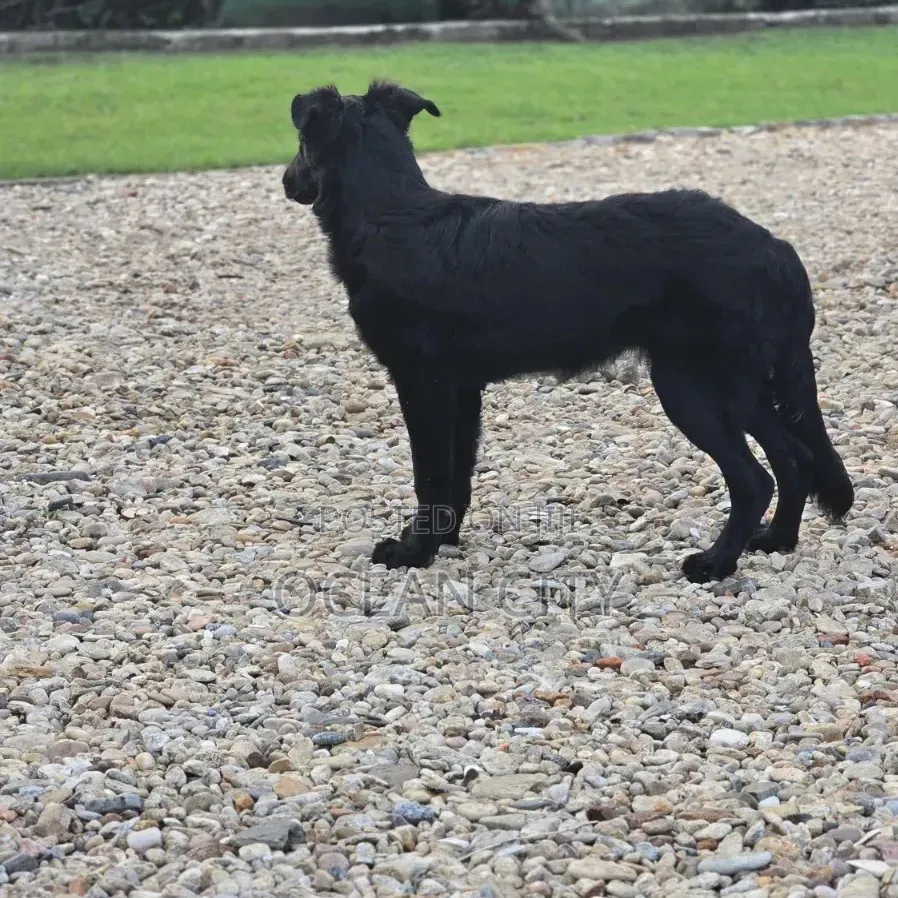 3-6 months Female Purebred German Shepherd