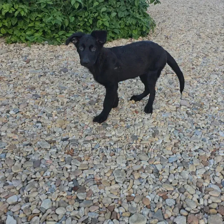 3-6 months Female Purebred German Shepherd