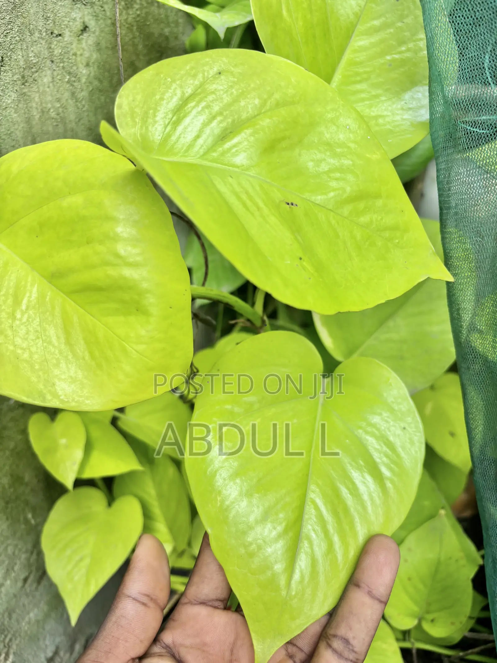 Neon Pothos