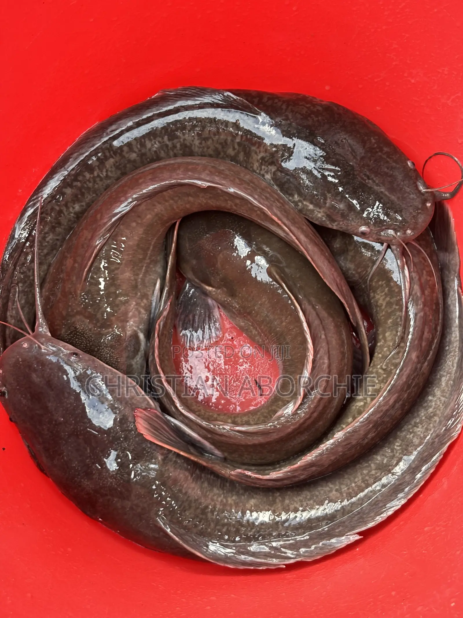 Catfish for Sale