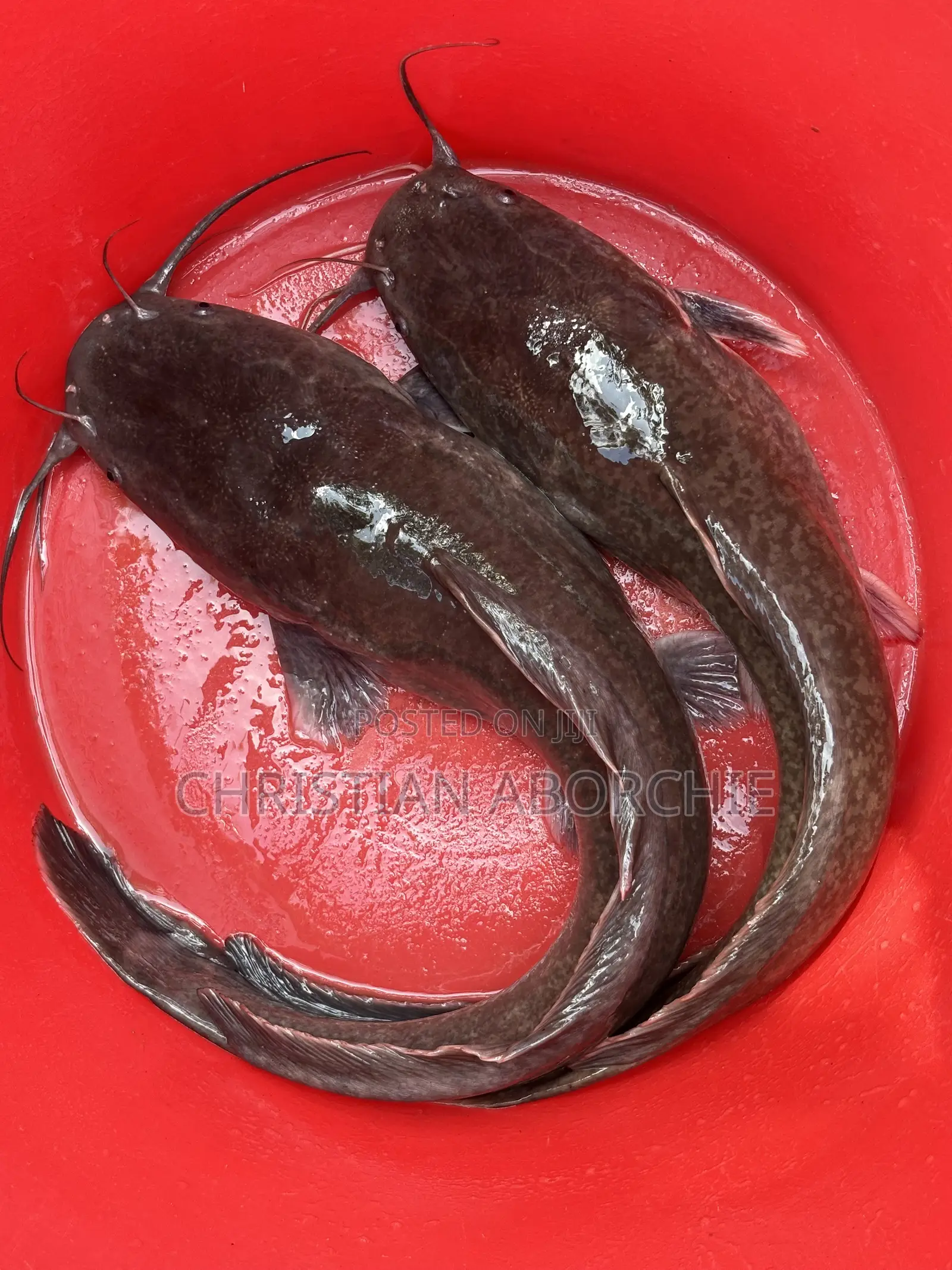 Catfish for Sale