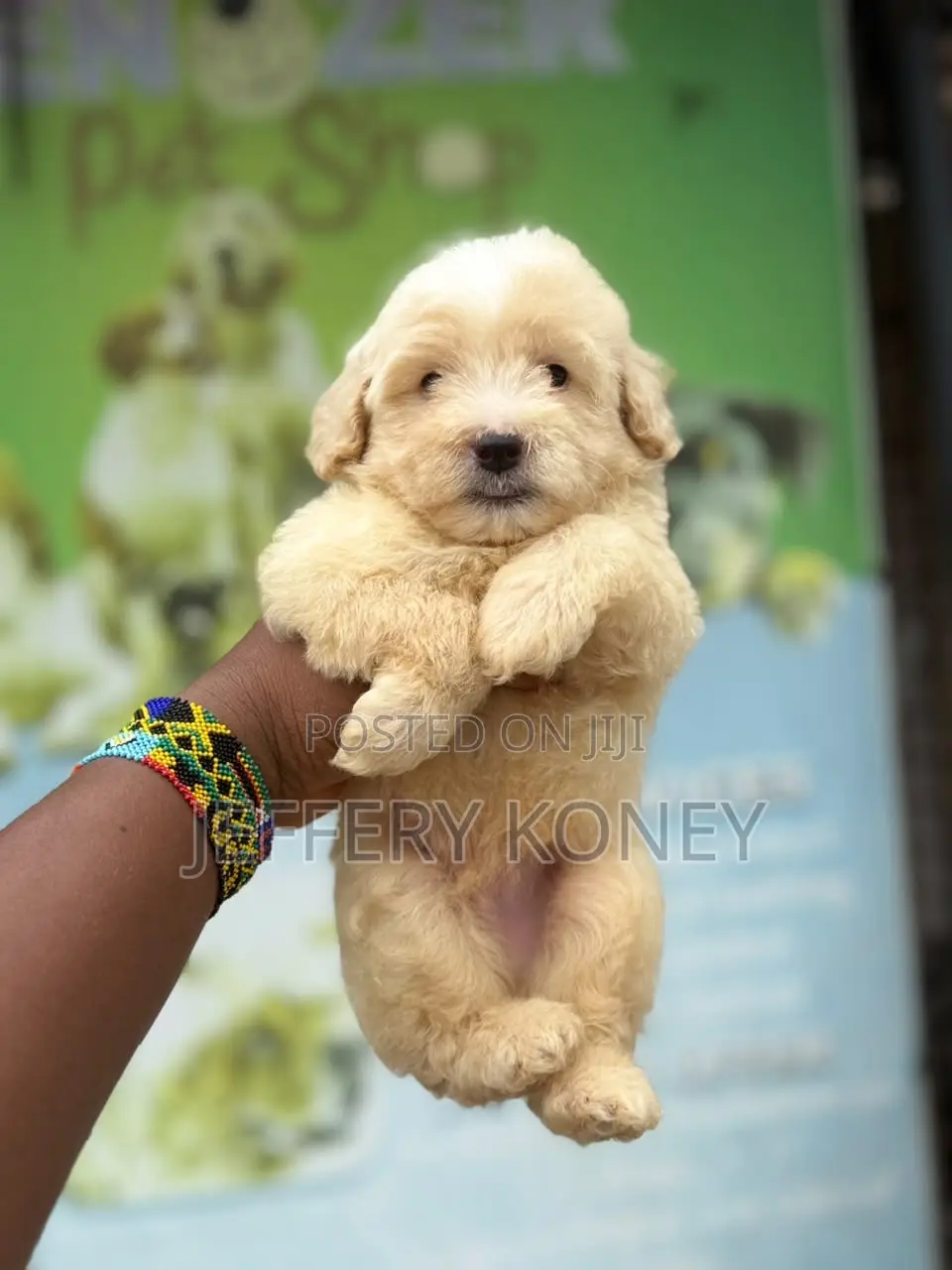 1-3 months Male Purebred Poodle