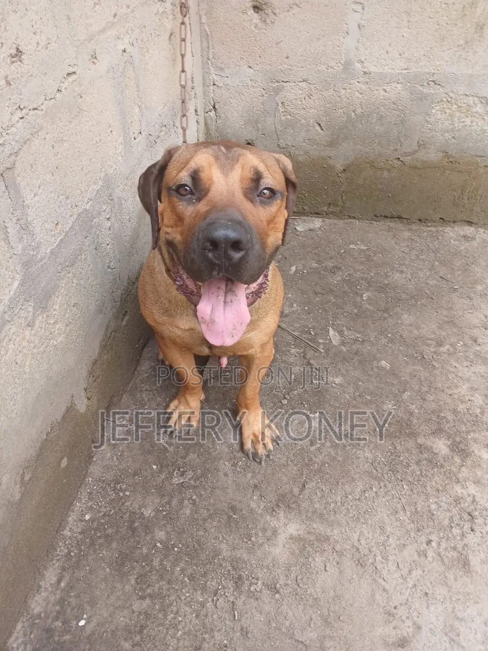 1+ year Male Purebred Boerboel