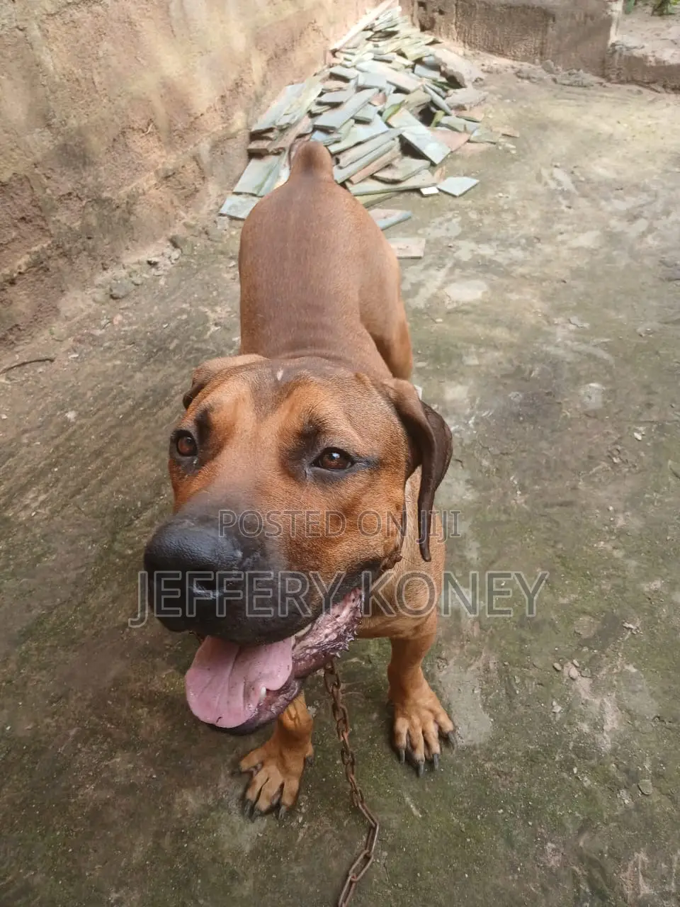 1+ year Male Purebred Boerboel