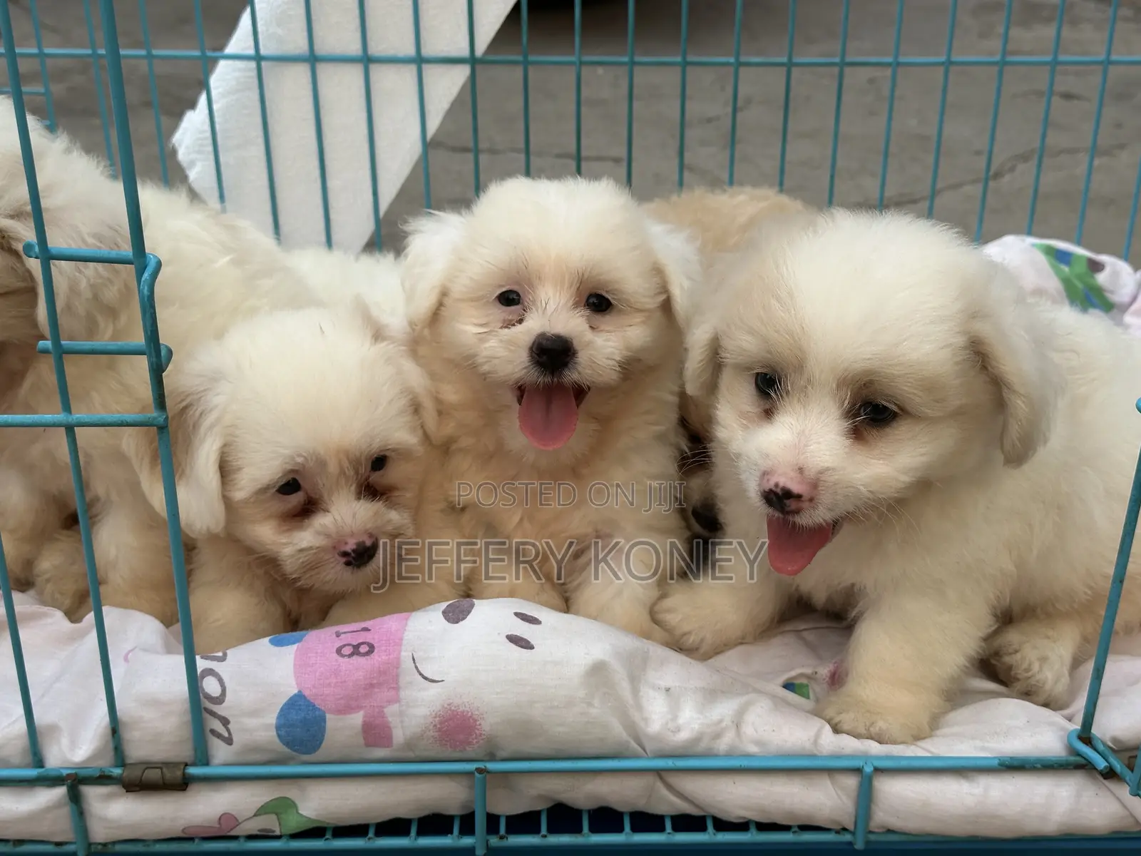 1-3 months Female Purebred Poodle