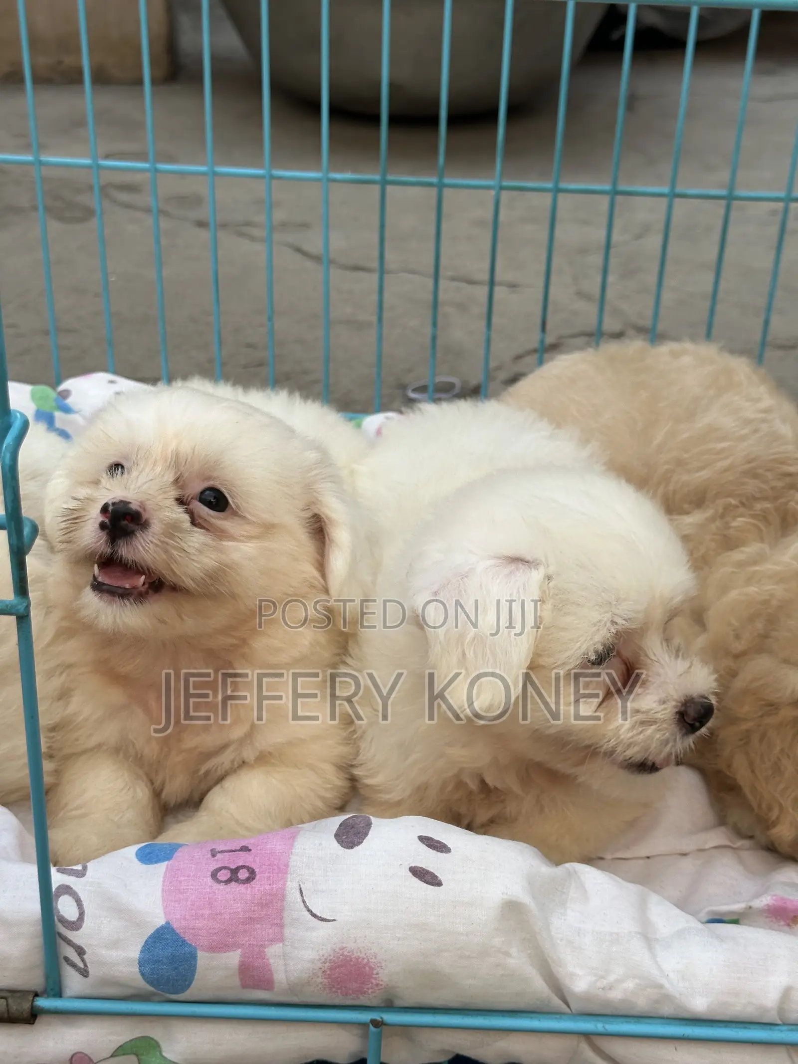 1-3 months Female Purebred Poodle